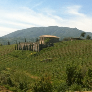 Cesanese Olevano DOC Levante Casale Lucino 15% vol