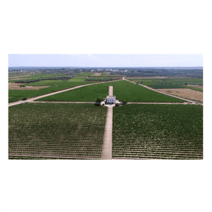 Li Cameli 2021 Primitivo di Manduria DOP Erminio Campa 16%vol 75cl