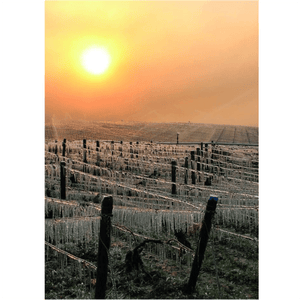 vigneto in borgogna chablis